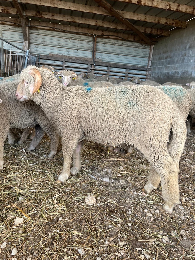  Agneau de l'Aid El Adha 2026